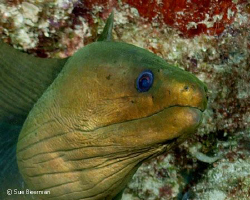 Green Moray by Susan Beerman 